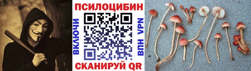 купить наркоту  Беслан  Псилоцибиновые грибы Psilocybe 
